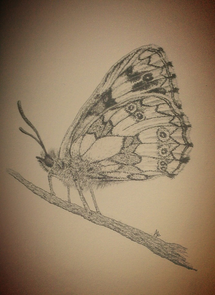 butterfly