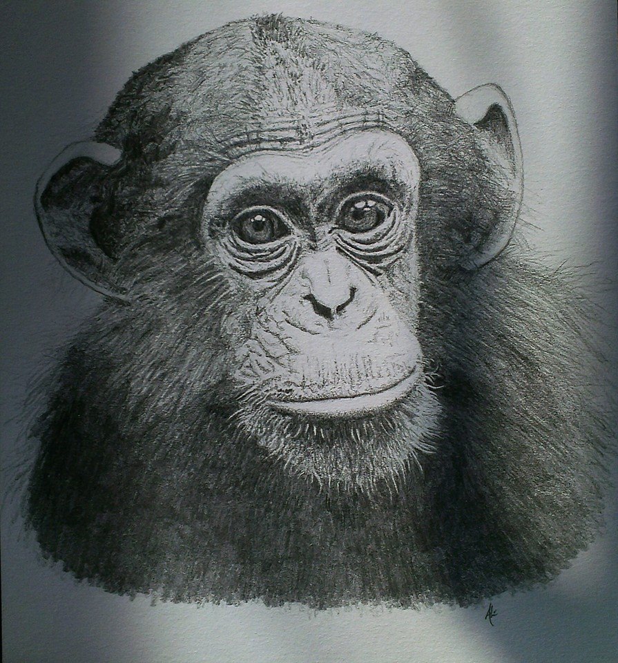 monkey