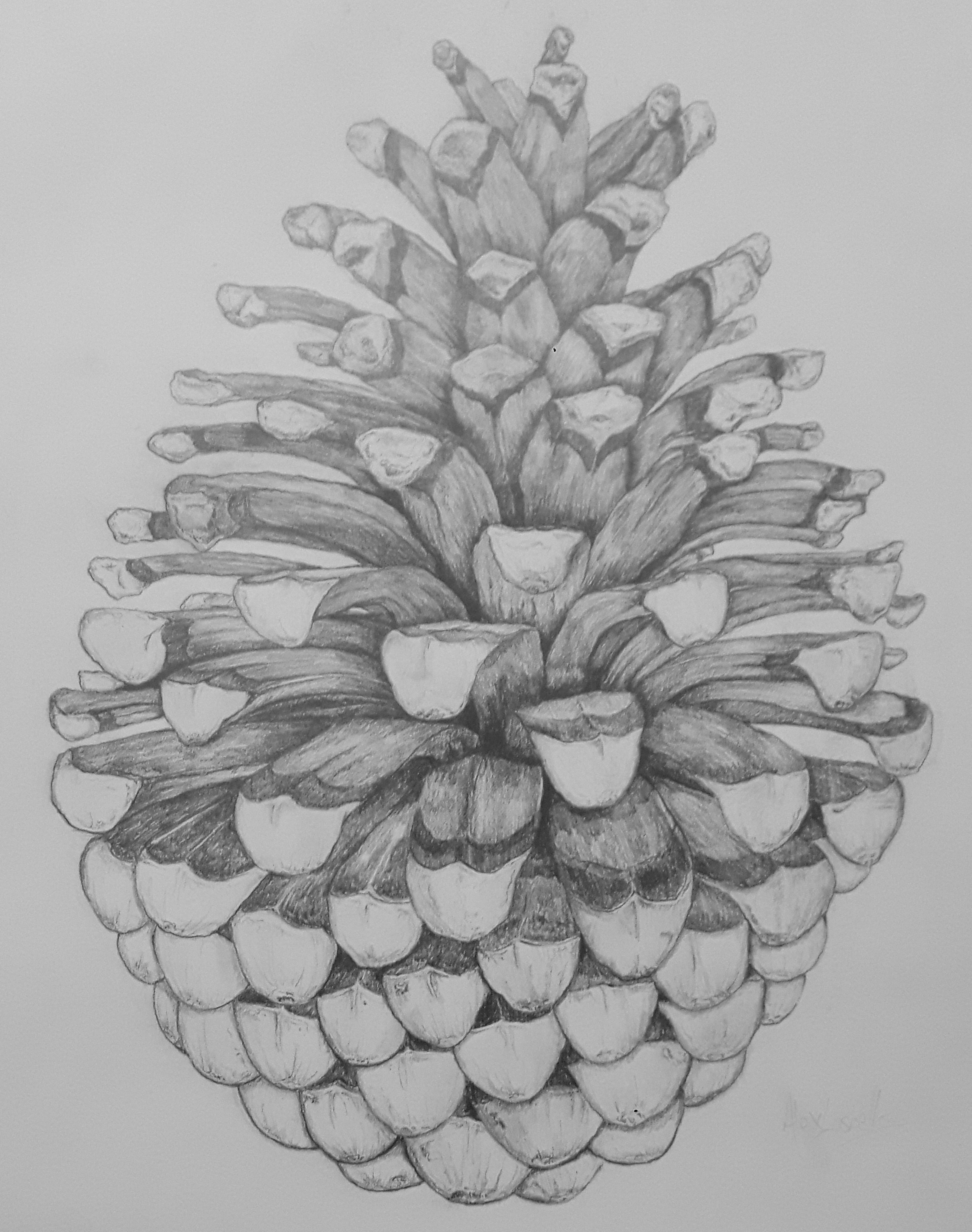 pinecone