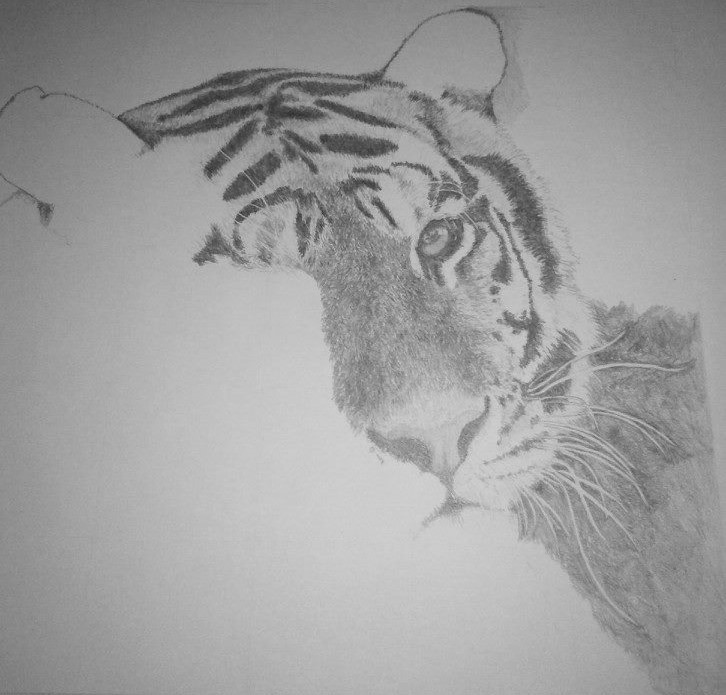 tiger