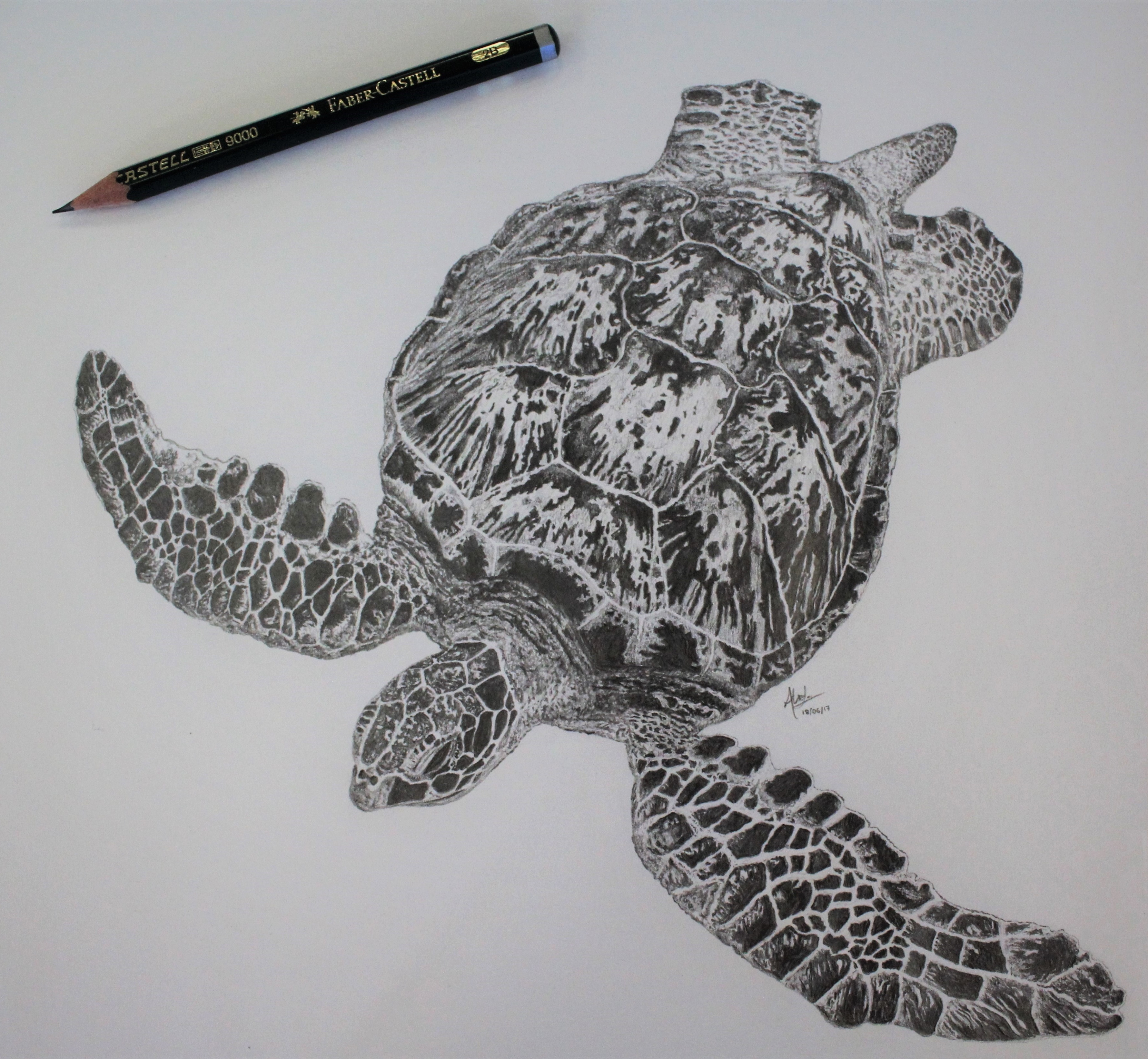 turtle